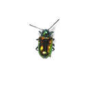 Image of Dogbane Beetle