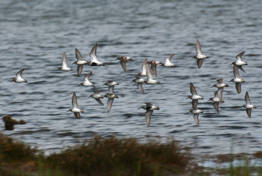 Image of Dunlin