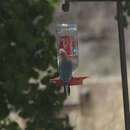 Image of Gila Woodpecker