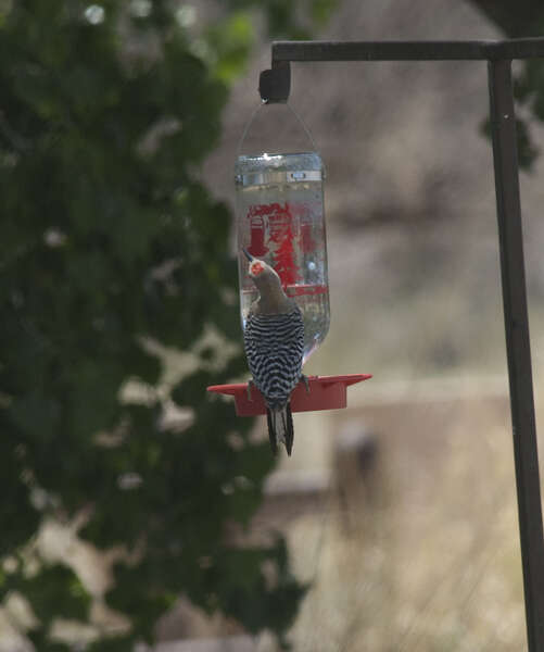 Image of Gila Woodpecker