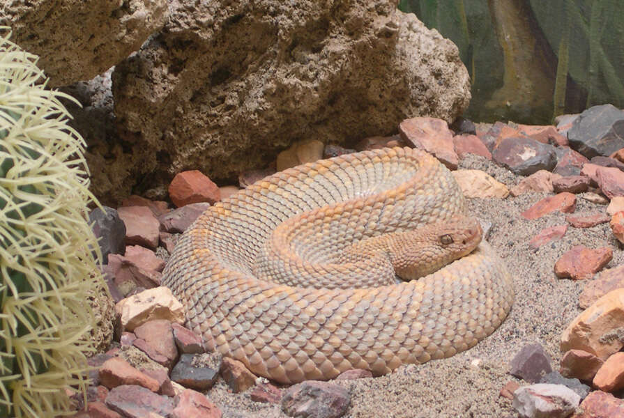 Image of Aruba Island rattlesnake