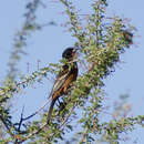 Image of Orchard Oriole