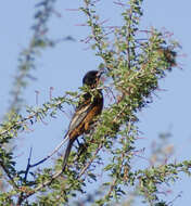 Icterus spurius (Linnaeus 1766) resmi