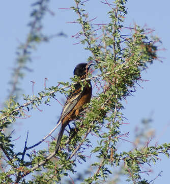 Image of Orchard Oriole