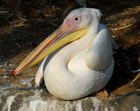 Image of Great White Pelican