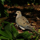 Image of American Mourning Dove