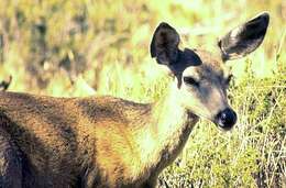 Image of mule deer and white-tailed deer