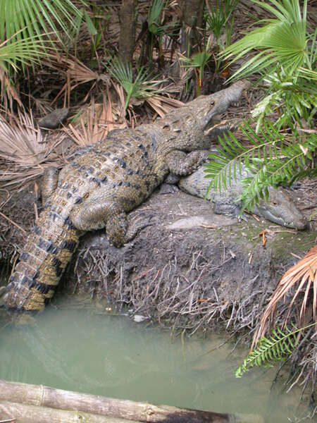 Image of Belize Crocodile