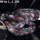 Image of Rainbow Boa