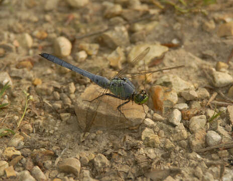 Image of Pondhawks