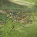 Image of Plains Lubber Grasshopper