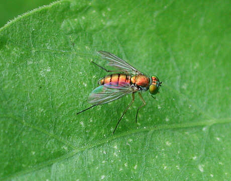 Imagem de Dolichopodidae