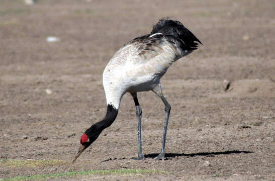 Imagem de Grus nigricollis Przewalski 1876