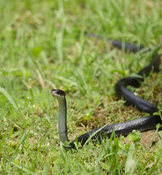 Image of Eastern Racer