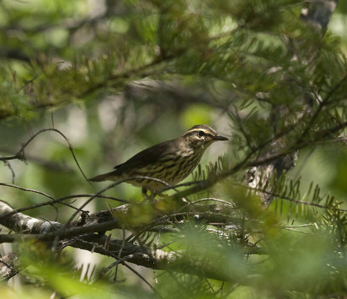 Image of Seiurus noveboracensis