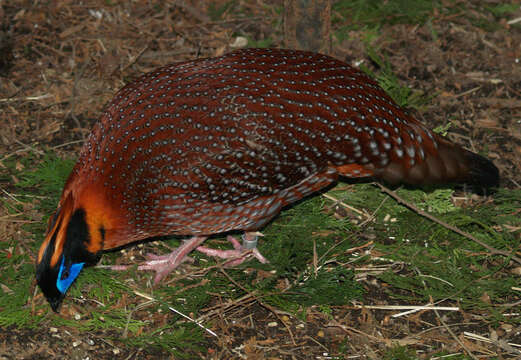 Image of Temminck's Tragopan