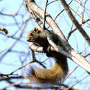 Image of Pallas's Squirrel