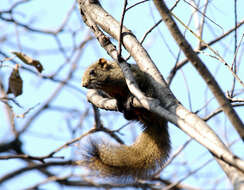 Image of Pallas's Squirrel