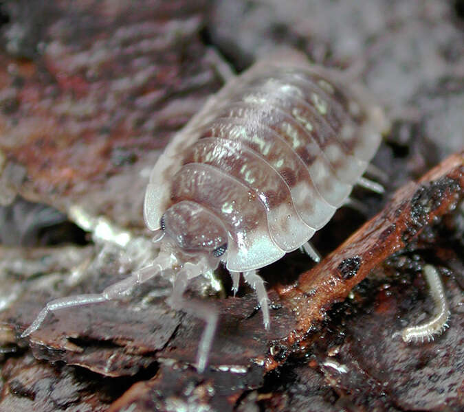 Image of Isopoda
