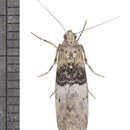 Image of Tlascala Moth