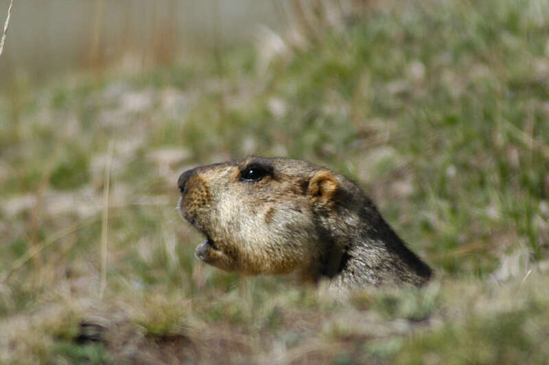 Imagem de Marmota himalayana (Hodgson 1841)