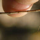 Imagem de Lestes disjunctus Selys 1862