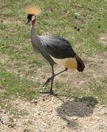 Image of Grey Crowned Crane