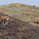 Image of argali, mouflon