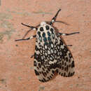 Image of Giant Leopard Moth
