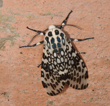 Image of Giant Leopard Moth