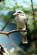 Image of kookaburra