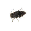 Image of Chrysobothris