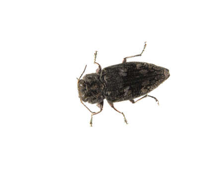 Image of Chrysobothris