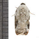 صورة Acleris nivisellana Walsingham 1879