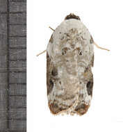 Image of Acleris nivisellana Walsingham 1879