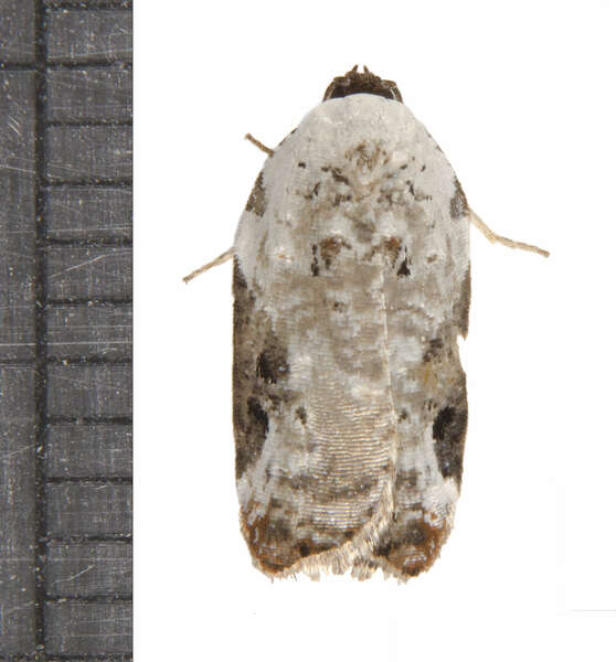 Plancia ëd Acleris nivisellana Walsingham 1879