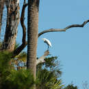 Image of Great Egret