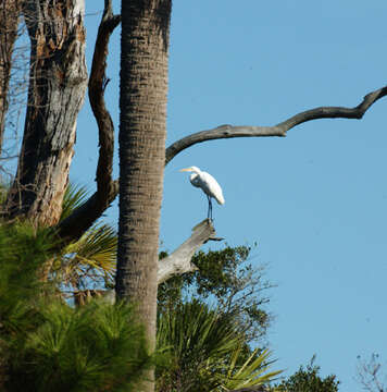 Image of Great Egret