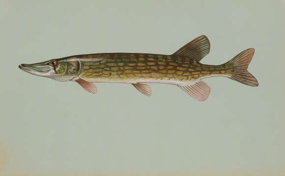 Image of Pickerel