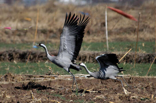 Image of Common Crane