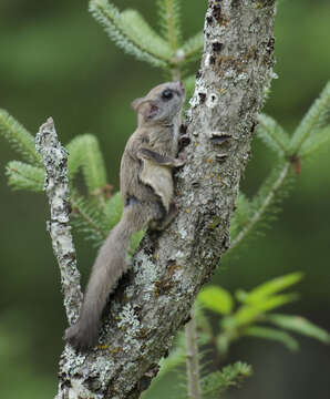 Image of Carolina Flying Squirrel