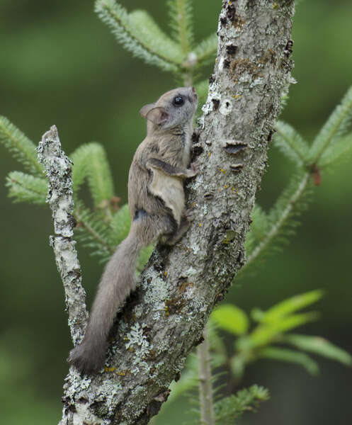 Image of Carolina Flying Squirrel