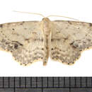 صورة Idaea dimidiata Hüfnagel 1767