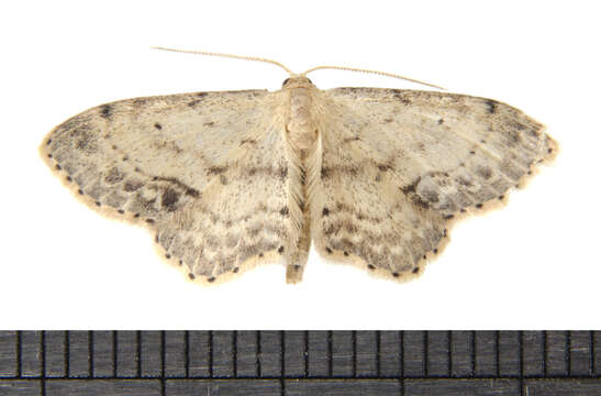 صورة Idaea dimidiata Hüfnagel 1767