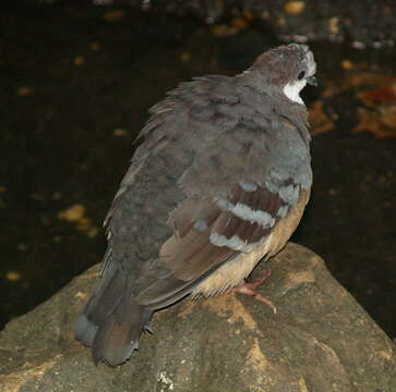 Image of Luzon Bleeding-heart