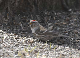 Image of common redpoll