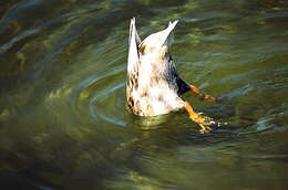 Image de Canard colvert