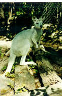 Imagem de Macropus robustus Gould 1840