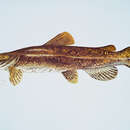 Image of Flathead Catfish