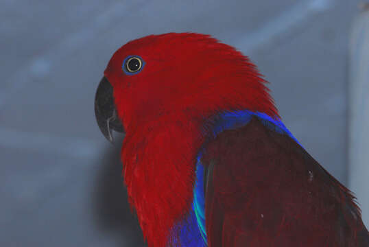 Image of Eclectus Wagler 1832